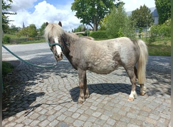 Kuce szetlandzkie, Klacz, 5 lat, 91 cm, Gniadodereszowata