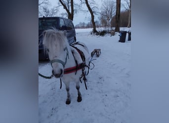 Kuce szetlandzkie, Klacz, 5 lat, 95 cm, Siwa