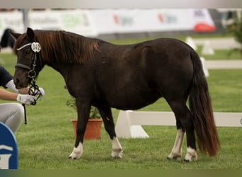 Kuce szetlandzkie, Klacz, 6 lat, 105 cm, Tobiano wszelkich maści