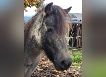 Kuce szetlandzkie, Klacz, 7 lat, 103 cm, Jelenia