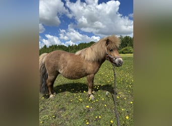 Kuce szetlandzkie, Klacz, 7 lat, 83 cm, Kasztanowata