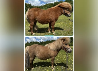 Kuce szetlandzkie, Klacz, 7 lat, 83 cm, Kasztanowata