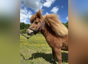 Kuce szetlandzkie, Klacz, 7 lat, 83 cm, Kasztanowata