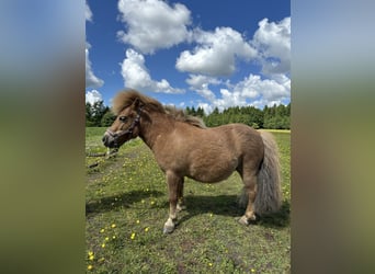 Kuce szetlandzkie, Klacz, 7 lat, 83 cm, Kasztanowata