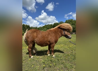 Kuce szetlandzkie, Klacz, 7 lat, 83 cm, Kasztanowata