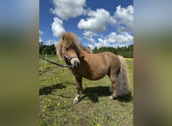 Kuce szetlandzkie, Klacz, 7 lat, 83 cm, Kasztanowata