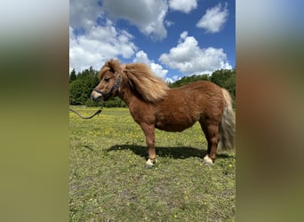 Kuce szetlandzkie, Klacz, 7 lat, 83 cm, Kasztanowata