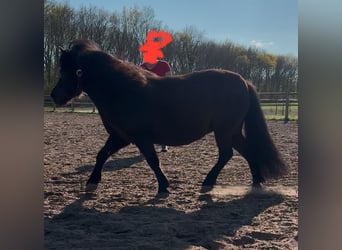 Kuce szetlandzkie, Klacz, 7 lat, 95 cm, Skarogniada
