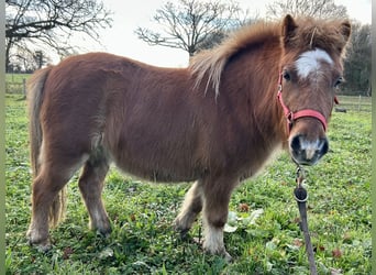 Kuce szetlandzkie, Klacz, 8 lat, 100 cm, Kasztanowata