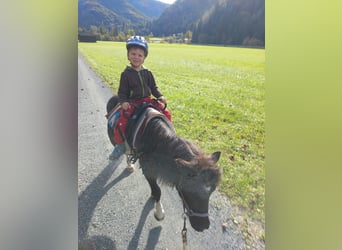 Kuce szetlandzkie, Klacz, 8 lat, 100 cm, Srokata