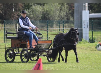 Kuce szetlandzkie, Klacz, 8 lat, 104 cm, Kara