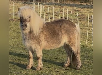 Kuce szetlandzkie, Klacz, 8 lat, 104 cm