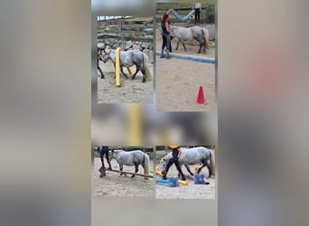 Kuce szetlandzkie Mix, Klacz, 8 lat, 110 cm, Siwa