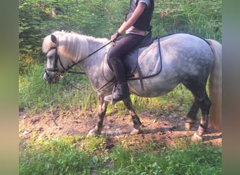 Kuce szetlandzkie Mix, Klacz, 8 lat, 110 cm, Siwa