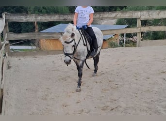 Kuce szetlandzkie Mix, Klacz, 8 lat, 110 cm, Siwa