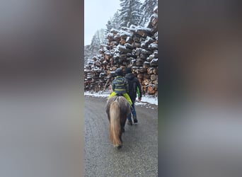 Kuce szetlandzkie Mix, Klacz, 8 lat, 110 cm, Siwa