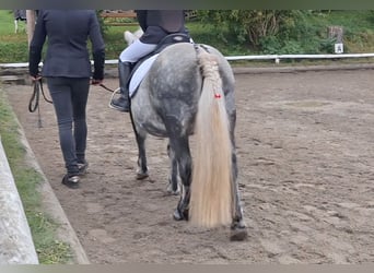 Kuce szetlandzkie Mix, Klacz, 8 lat, 110 cm, Siwa