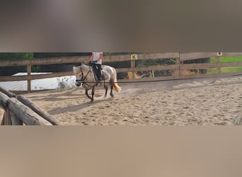 Kuce szetlandzkie Mix, Klacz, 8 lat, 110 cm, Siwa