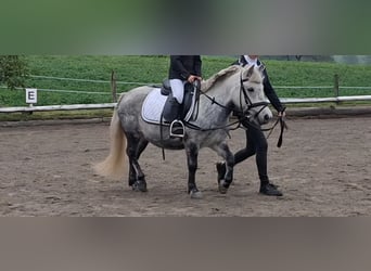 Kuce szetlandzkie Mix, Klacz, 8 lat, 110 cm, Siwa