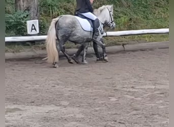 Kuce szetlandzkie Mix, Klacz, 8 lat, 110 cm, Siwa