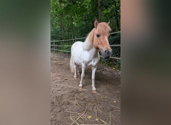 Kuce szetlandzkie, Klacz, 8 lat, 115 cm, Srokata