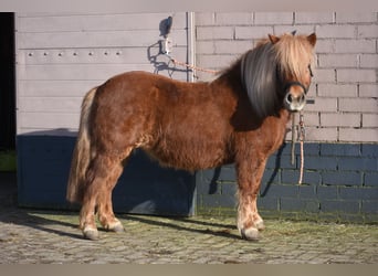 Kuce szetlandzkie, Klacz, 8 lat, 117 cm, Kasztanowata