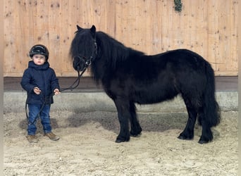 Kuce szetlandzkie, Klacz, 9 lat, 100 cm, Kara