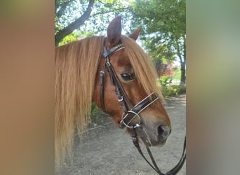 Kuce szetlandzkie, Klacz, 9 lat, 103 cm, Kasztanowata