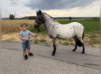 Kuce szetlandzkie, Klacz, 9 lat, 110 cm, Tarantowata