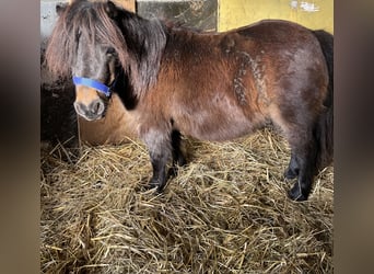 Kuce szetlandzkie, Klacz, 9 lat, 80 cm, Gniada