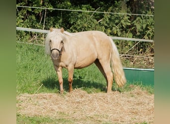 Kuce szetlandzkie, Klacz, 9 lat, 87 cm, Izabelowata