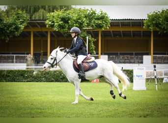 Kuce szetlandzkie, Ogier, 19 lat, 110 cm, Srokata