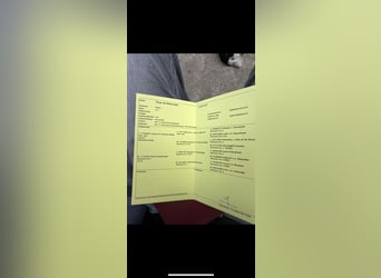 Kuce szetlandzkie, Ogier, 1 Rok, 84 cm, Kasztanowata