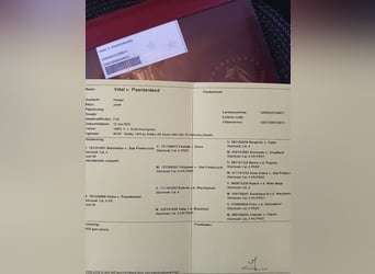 Kuce szetlandzkie, Ogier, 1 Rok, 85 cm, Kara