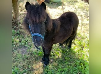 Kuce szetlandzkie, Ogier, 1 Rok, 90 cm, Kara