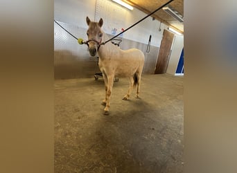 Kuce szetlandzkie, Ogier, 1 Rok, 90 cm, Tarantowata