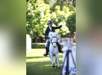 Kuce szetlandzkie, Ogier, 20 lat, 110 cm, Srokata