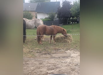 Kuce szetlandzkie, Ogier, 2 lat, 102 cm, Kasztanowata