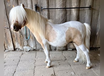 Kuce szetlandzkie, Ogier, 2 lat, 82 cm, Srokata