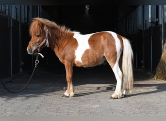 Kuce szetlandzkie, Ogier, 2 lat, 85 cm, Srokata