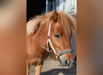 Kuce szetlandzkie, Ogier, 2 lat, 85 cm, Srokata