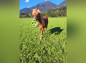 Kuce szetlandzkie, Ogier, 2 lat, 90 cm, Kasztanowata