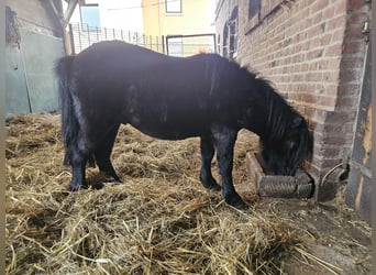 Kuce szetlandzkie, Ogier, 3 lat, 100 cm, Kara
