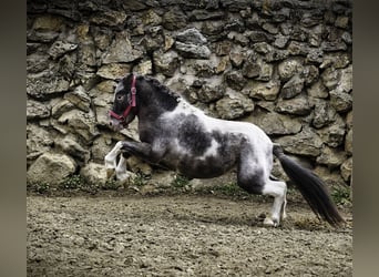 Kuce szetlandzkie, Ogier, 3 lat, 100 cm, Srokata