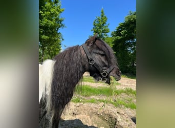 Kuce szetlandzkie, Ogier, 4 lat, 100 cm, Srokata