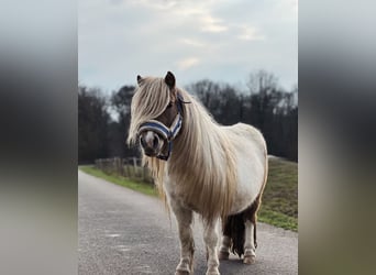 Kuce szetlandzkie, Ogier, 6 lat, 95 cm