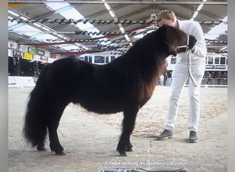 Kuce szetlandzkie, Ogier, 2 lat, 92 cm, Kara