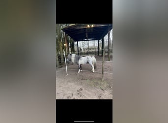 Kuce szetlandzkie, Ogier, 6 lat, 105 cm