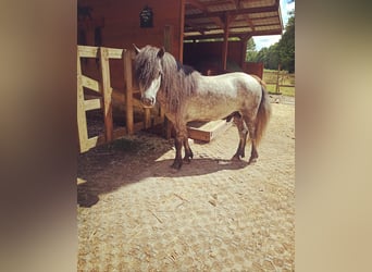 Kuce szetlandzkie, Ogier, 8 lat, 106 cm, Siwa