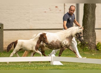 Kuce szetlandzkie, Ogier, Źrebak (05/2024), 103 cm, Tobiano wszelkich maści